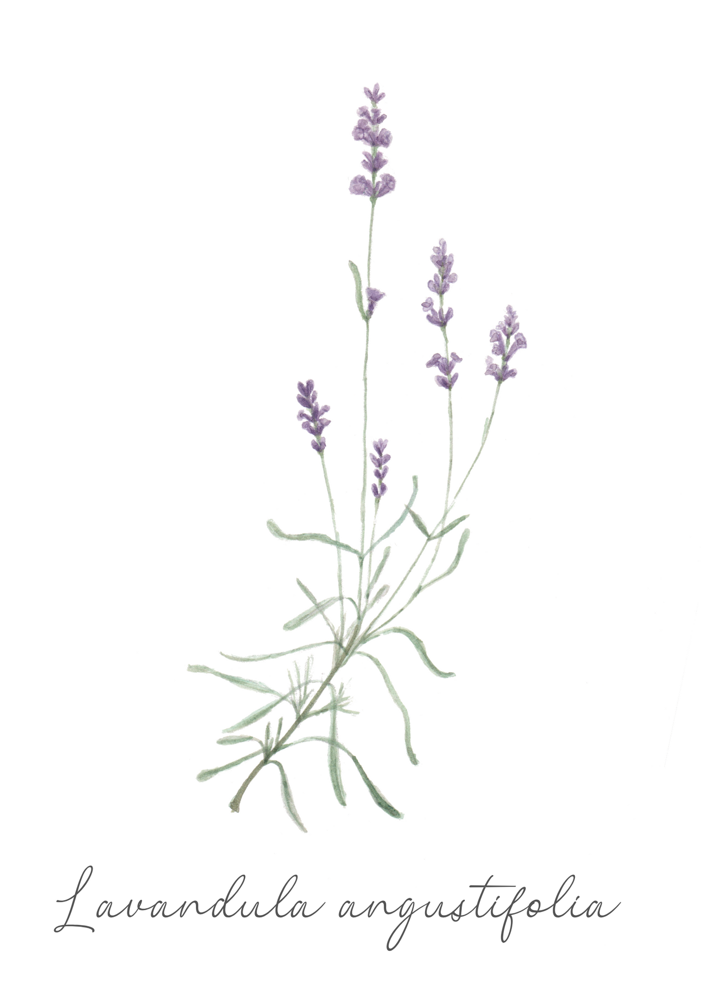 Flower Seeds "Lavender"