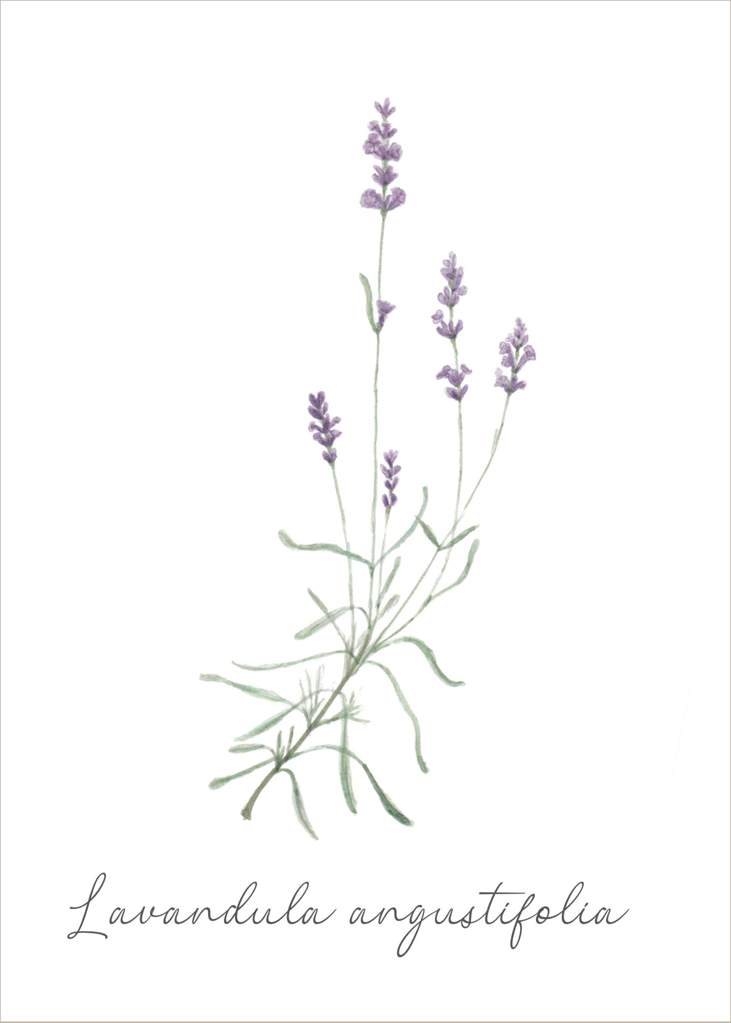 Apsveikuma kartīte "Lavanda"