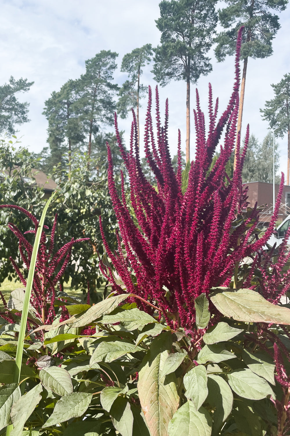 Flower Seeds "Amaranth Velvet Red"