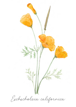 Load image into Gallery viewer, Flower Seeds &quot;California Poppy&quot;
