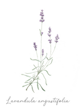 Load image into Gallery viewer, Flower Seeds &quot;Lavender&quot;
