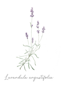 Flower Seeds "Lavender"