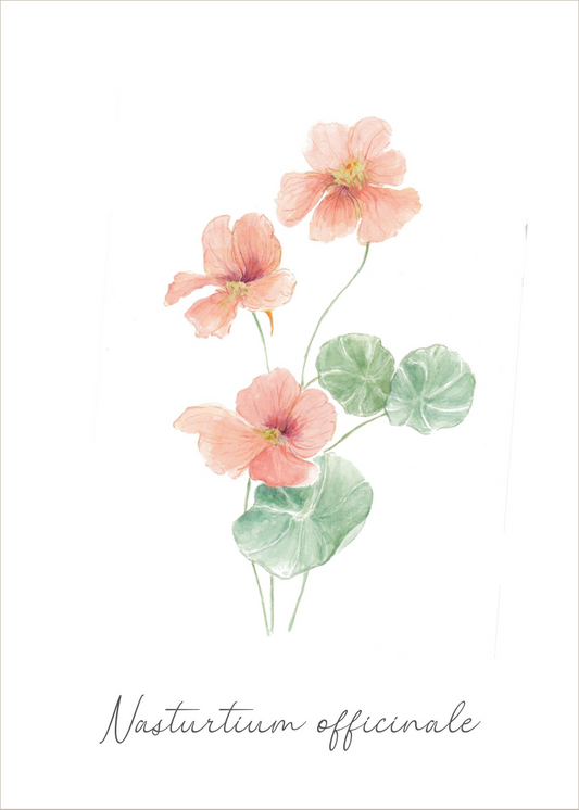 Botanical greeting card "Nasturtium"