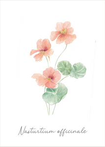 Botanical greeting card "Nasturtium"