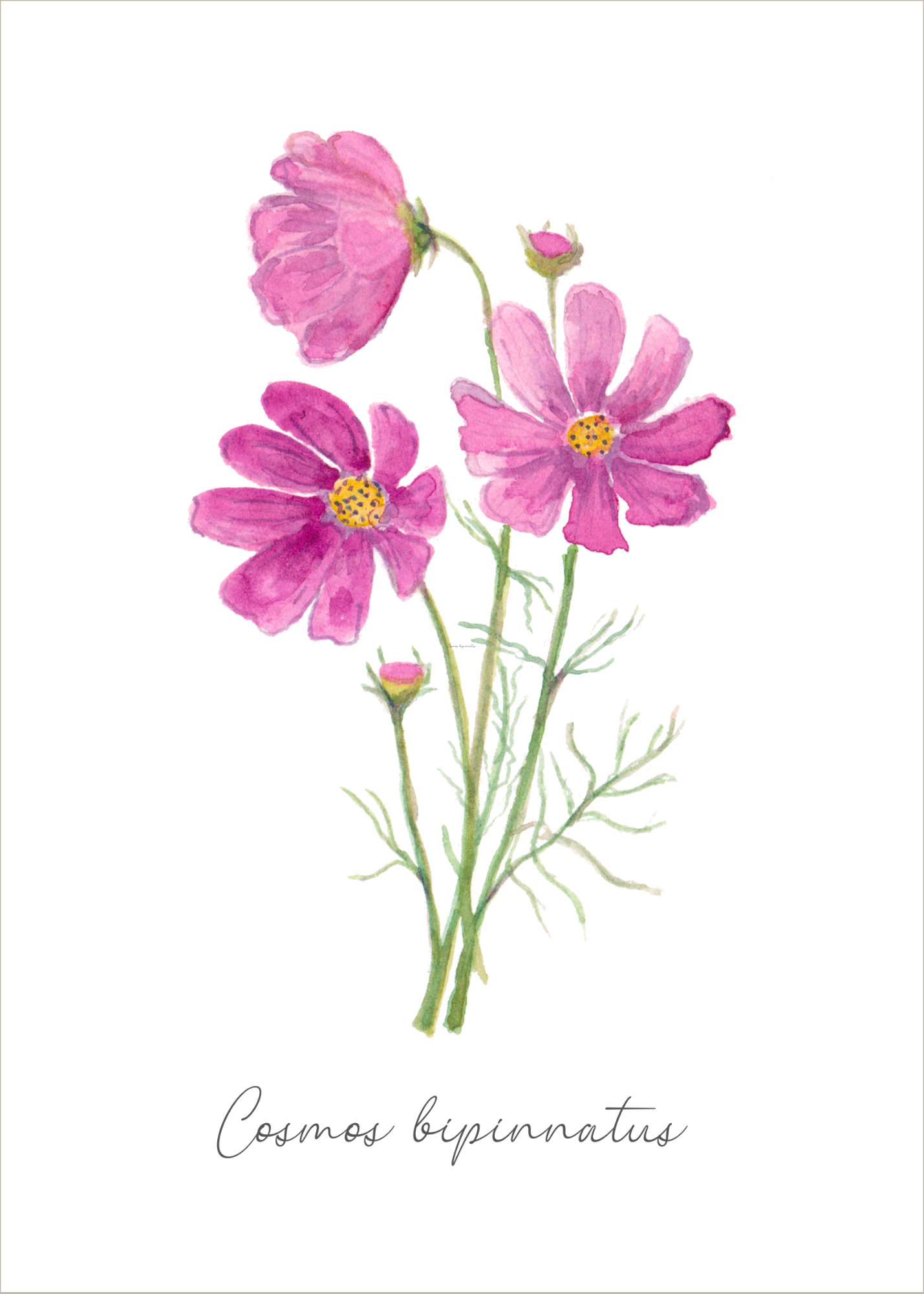 Botanical greeting card "Fuchsia Cosmos"