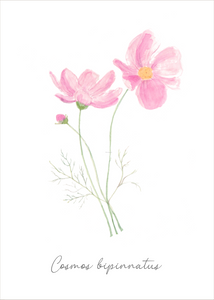 Botanical greeting card "Light Pink Cosmos"