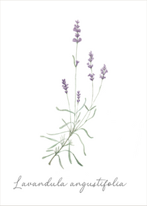 Botanical greeting card "Lavender"