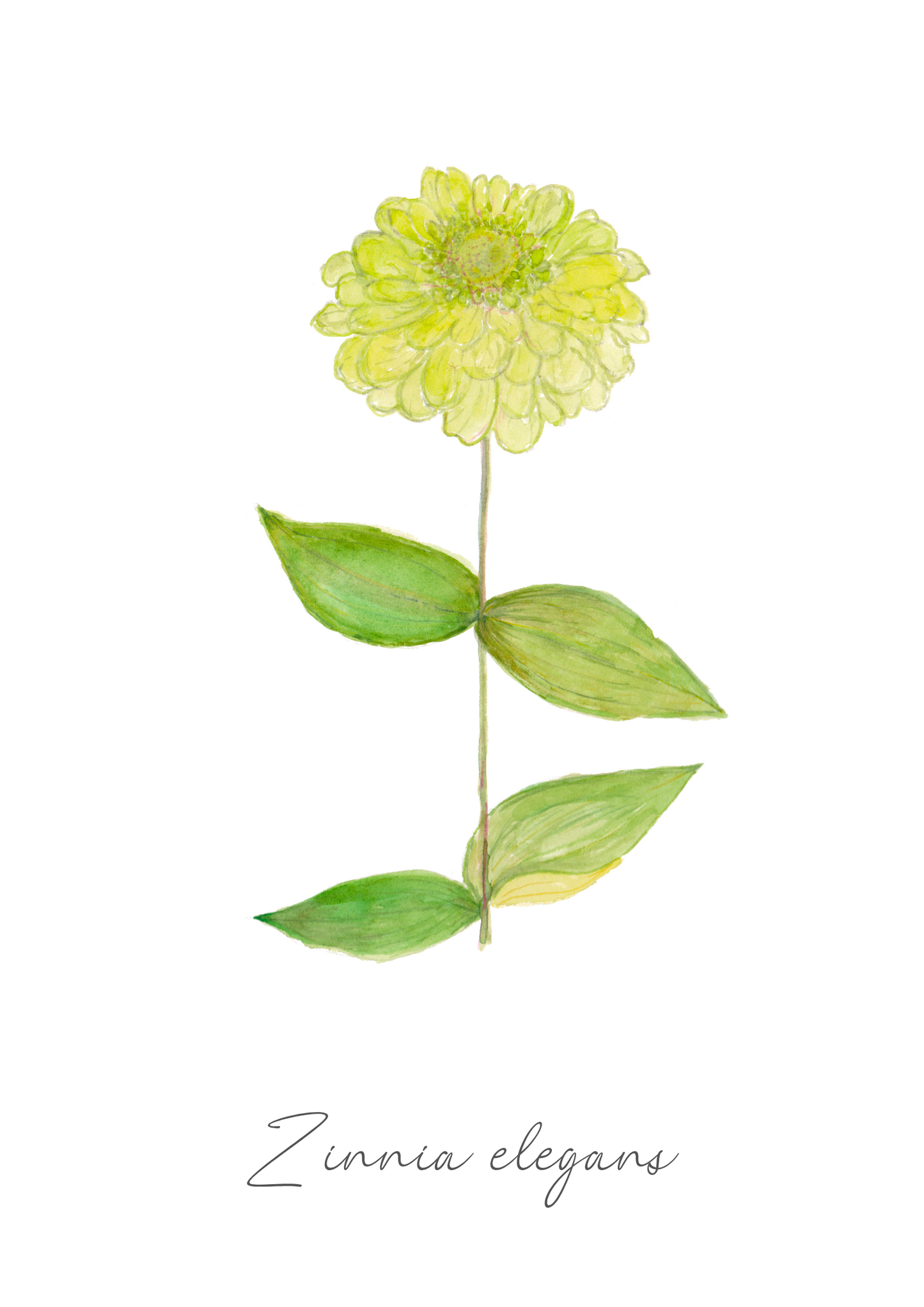 Flower Seeds "Zinnia Giant Lime"