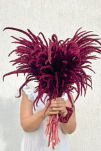 Load image into Gallery viewer, Flower Seeds &quot;Amaranth Velvet Red&quot;
