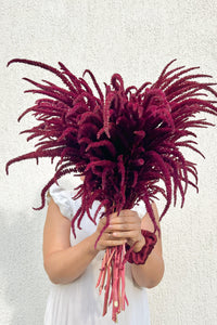 Flower Seeds "Amaranth Velvet Red"