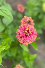 Load image into Gallery viewer, Flower Seeds &quot;Zinnia Queen Red Lime&quot;
