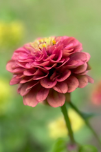 Load image into Gallery viewer, Flower Seeds &quot;Zinnia Queen Red Lime&quot;
