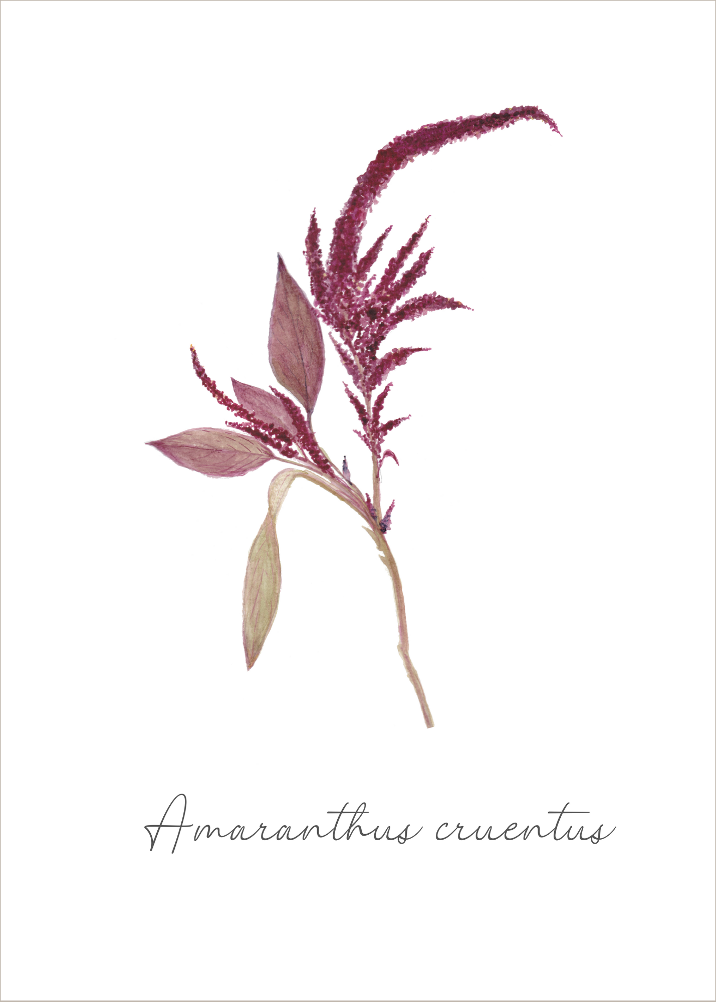 Botanical greeting card "Amaranth"