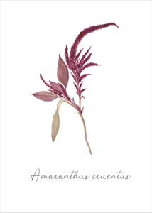 Botanical greeting card "Amaranth"