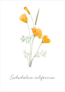 Botanical greeting card "California Poppy"