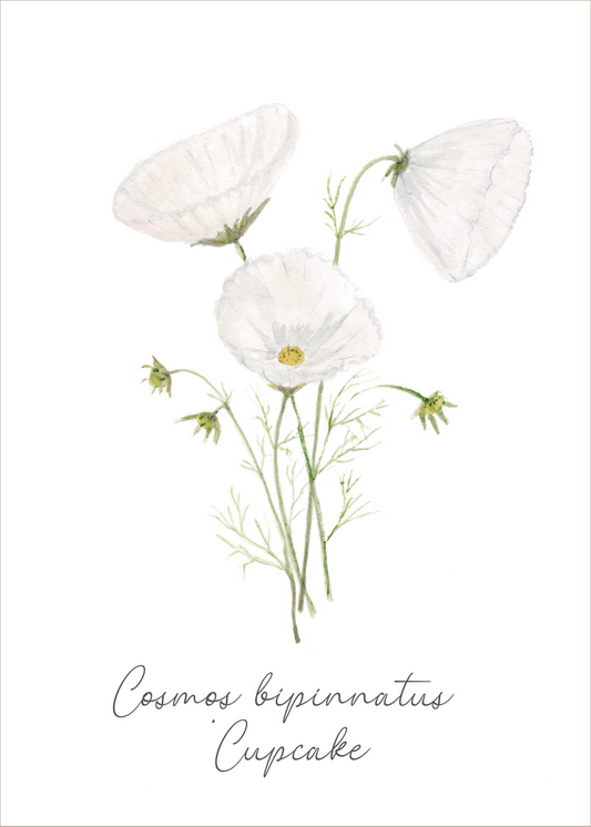 Botanical greeting card "Cosmos Cupcake White"