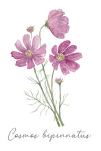 Load image into Gallery viewer, Flower Seeds &quot;Cosmos Colourful Mix&quot;
