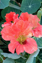 Load image into Gallery viewer, Flower Seeds &quot;Nasturtium&quot;
