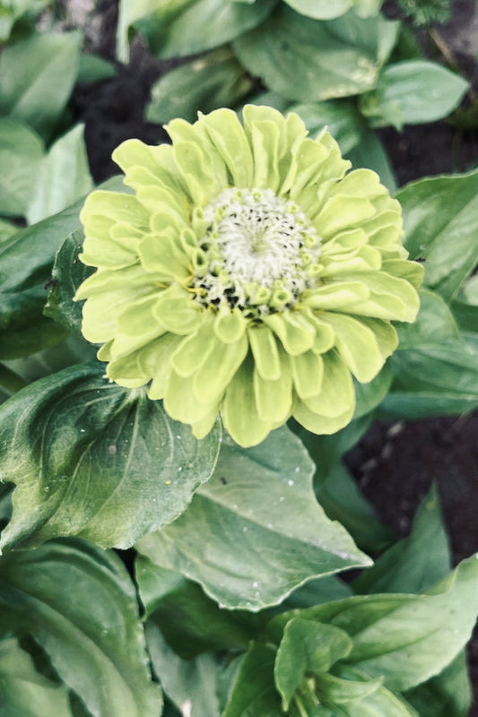 Flower Seeds "Zinnia Giant Lime"