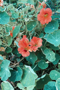 Flower Seeds "Nasturtium"