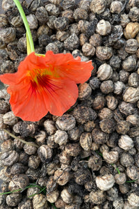 Flower Seeds "Nasturtium"