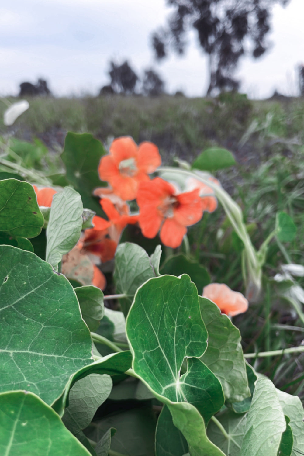 Flower Seeds "Nasturtium"