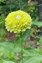 Load image into Gallery viewer, Flower Seeds &quot;Zinnia Giant Lime&quot;
