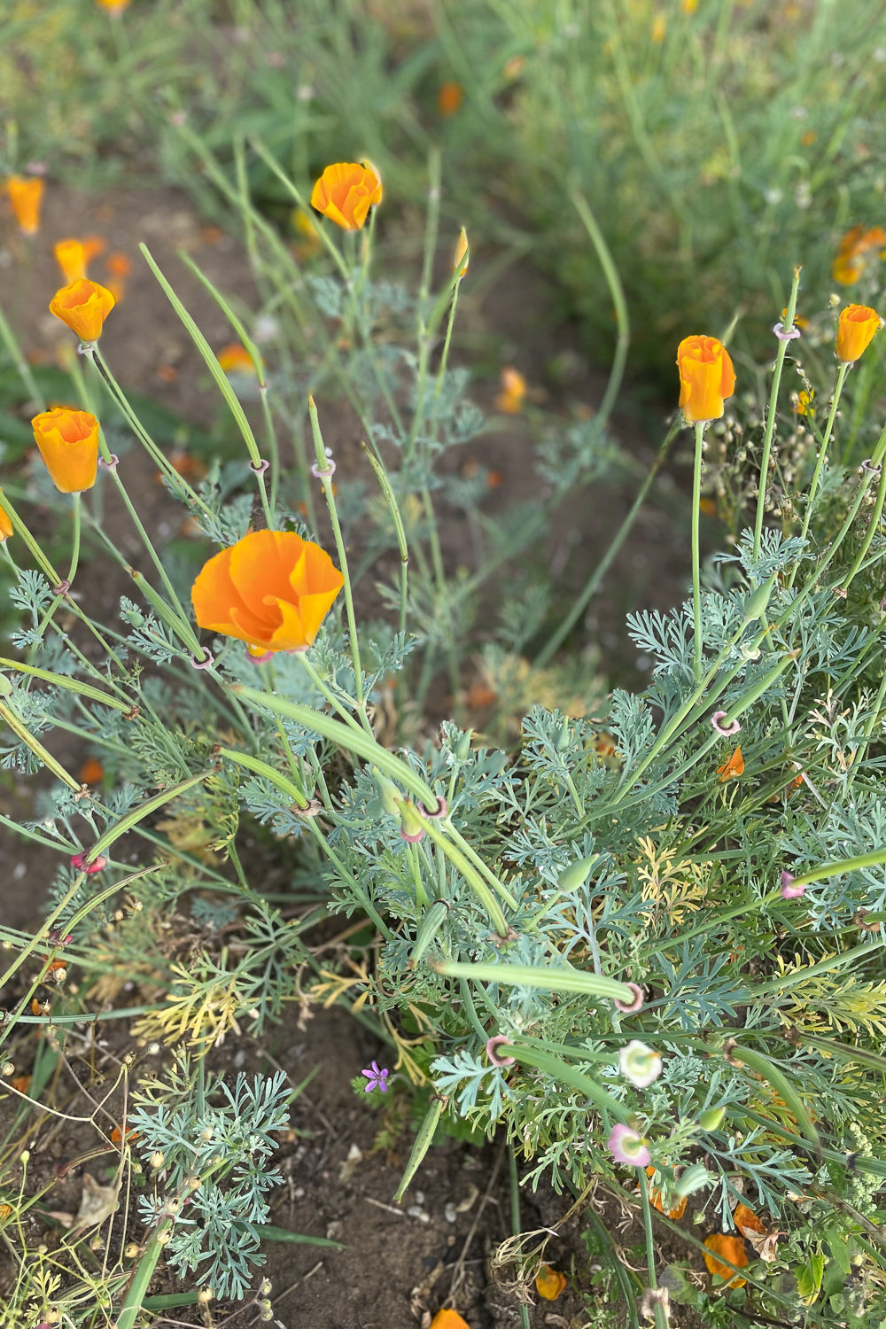 Flower Seeds "California Poppy"