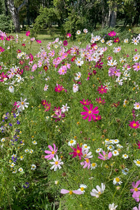 Flower Seeds "Cosmos Colourful Mix"