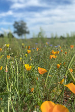 Load image into Gallery viewer, Flower Seeds &quot;California Poppy&quot;
