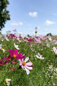 Flower Seeds "Cosmos Colourful Mix"