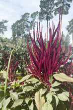 Load image into Gallery viewer, Flower Seeds &quot;Amaranth Velvet Red&quot;
