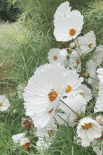 Load image into Gallery viewer, Flower Seeds &quot;Cosmos Cupcake White&quot;
