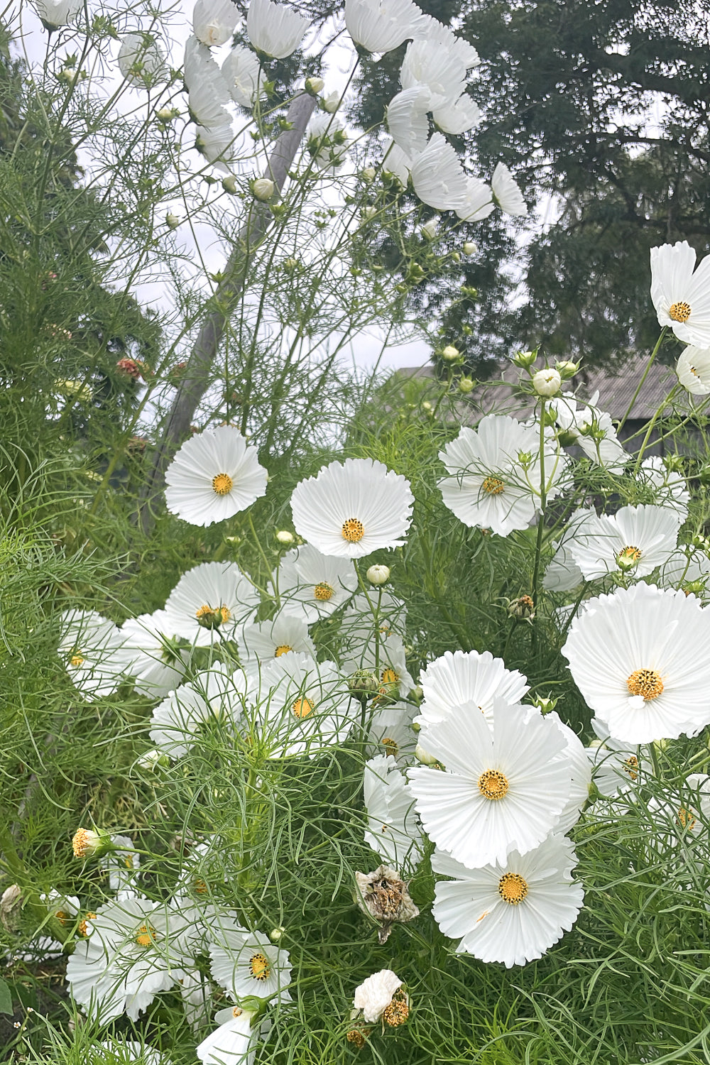 Flower Seeds "Cosmos Cupcake White"