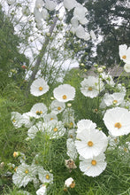 Load image into Gallery viewer, Flower Seeds &quot;Cosmos Cupcake White&quot;
