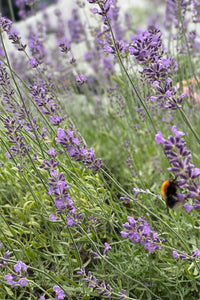 Flower Seeds "Lavender"