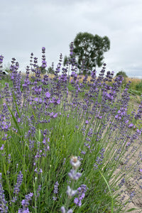 Flower Seeds "Lavender"