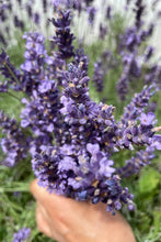 Load image into Gallery viewer, Flower Seeds &quot;Lavender&quot;
