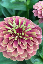 Load image into Gallery viewer, Flower Seeds &quot;Zinnia Queen Red Lime&quot;
